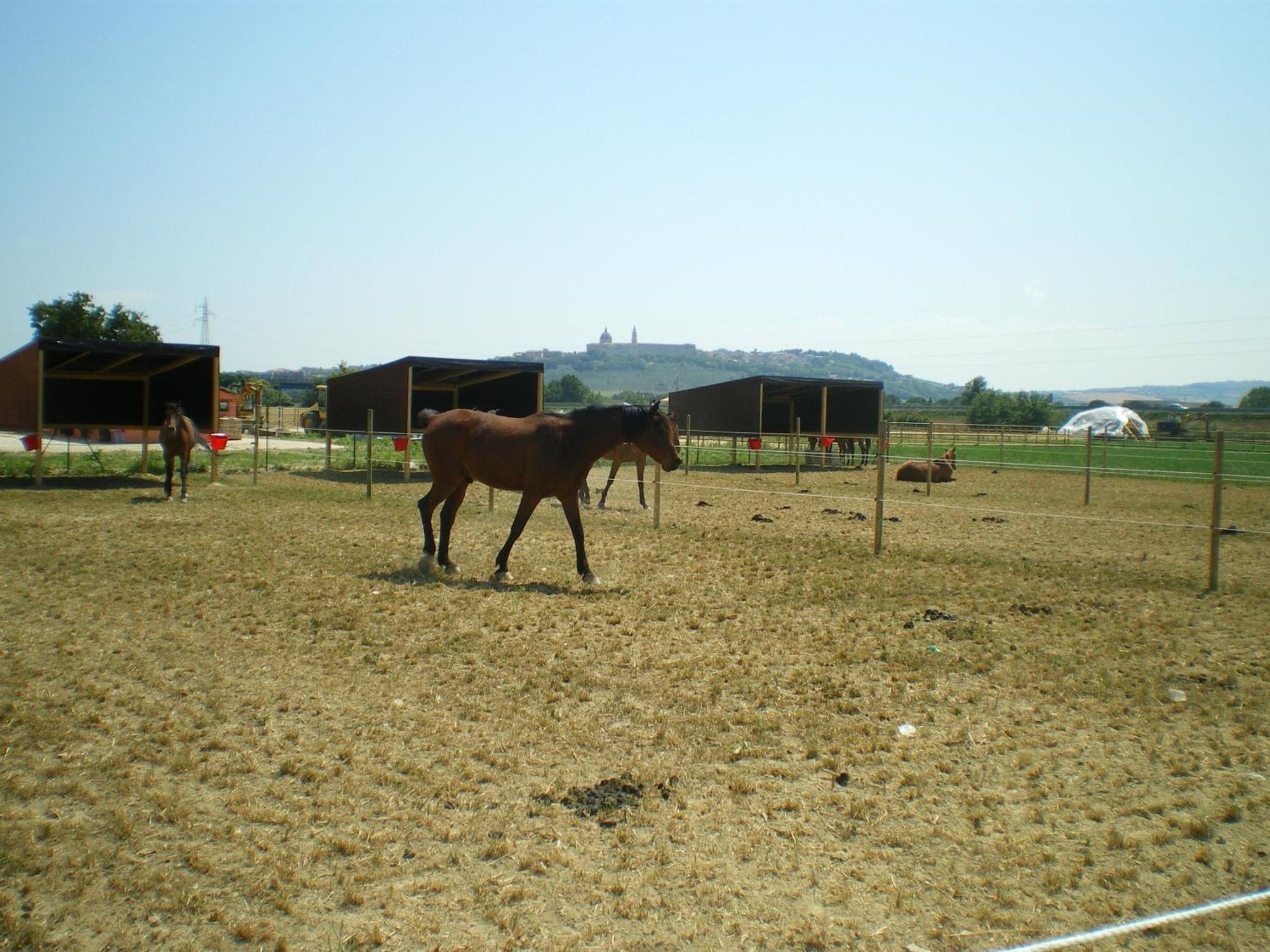 Gasthaus Conero Ranch Porto Recanati Exterior foto